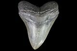 Fossil Megalodon Tooth - South Carolina #74075-1